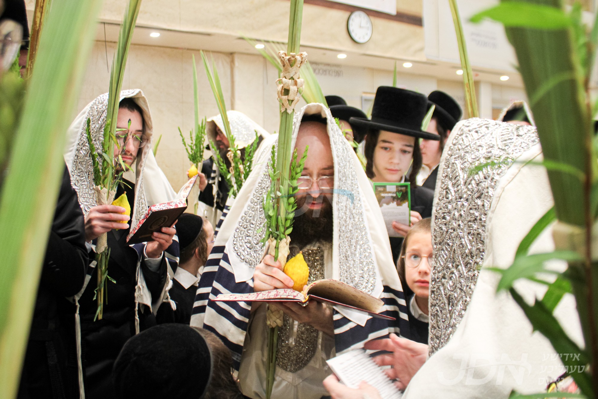 סוכות אין חצר הקודש קאסוב