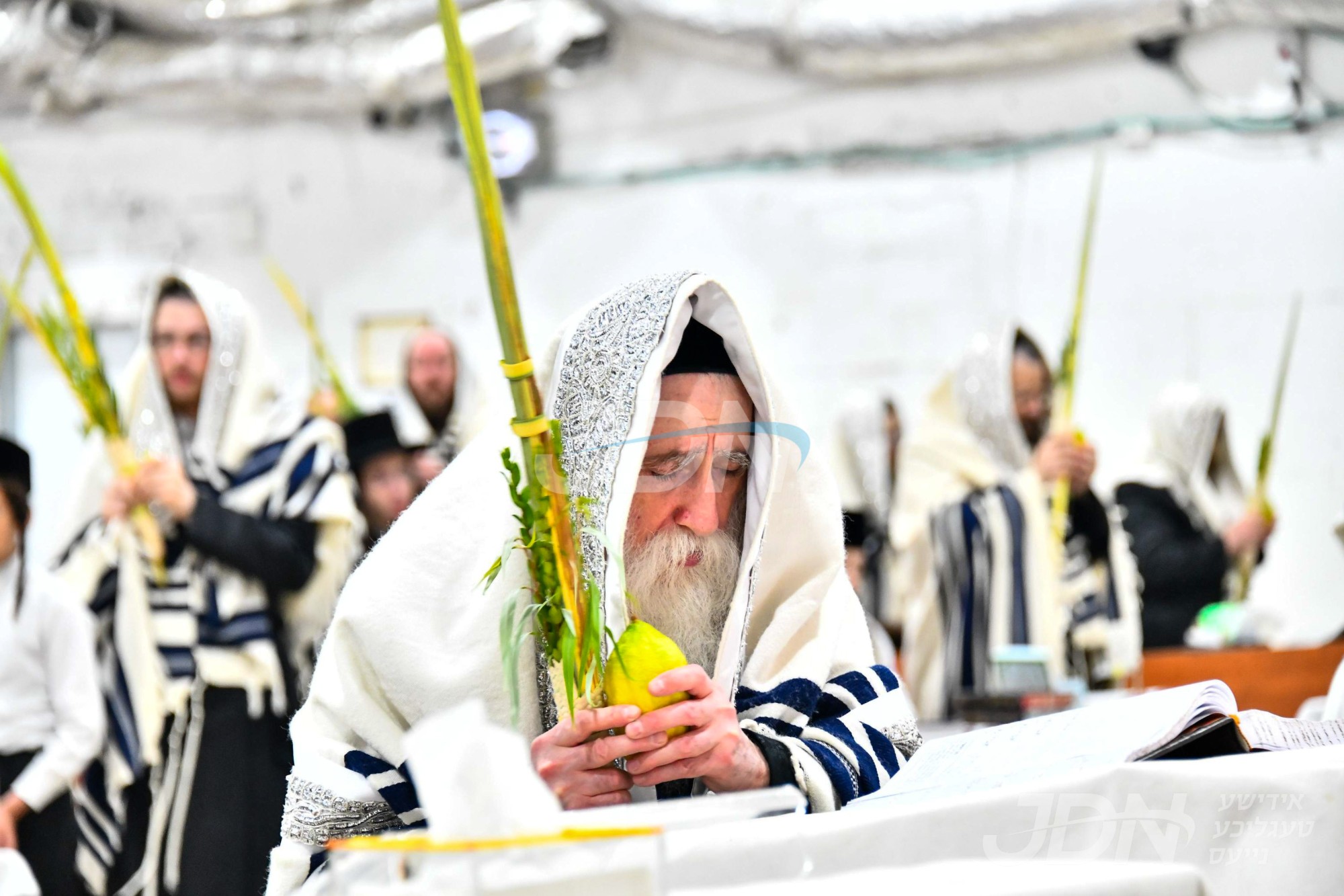 סוכות אין מחנובקה בעלזא